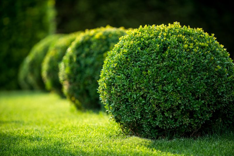 Shaped Bushes Along a Fence