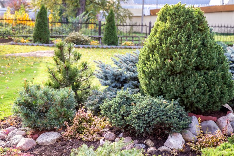 Artfully Shaped Evergreen