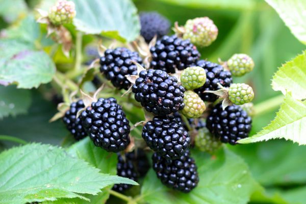 Blackberry Bush Removal in Brick