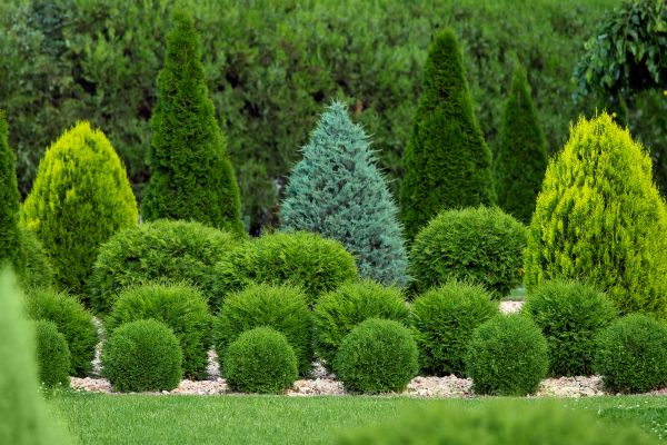 Bush Shaping Service in Brick