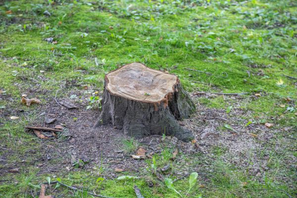 Bush Stump Removal in Brick
