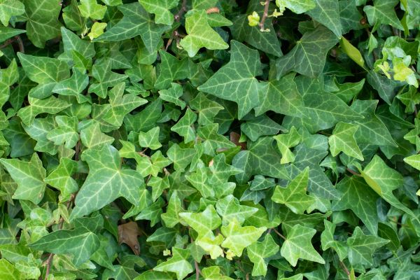 Cost of English Ivy Removal in Brick