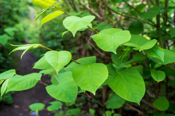 Cost of Invasive Plant Removal in Brick