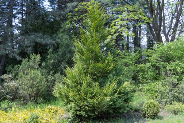 Cost of Juniper Pruning in Brick