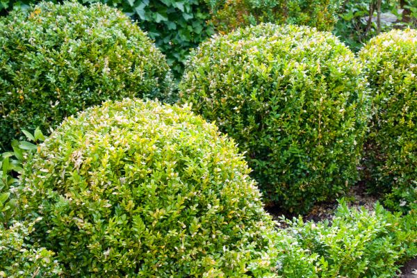 Cost of Landscape Trimming Service in Brick