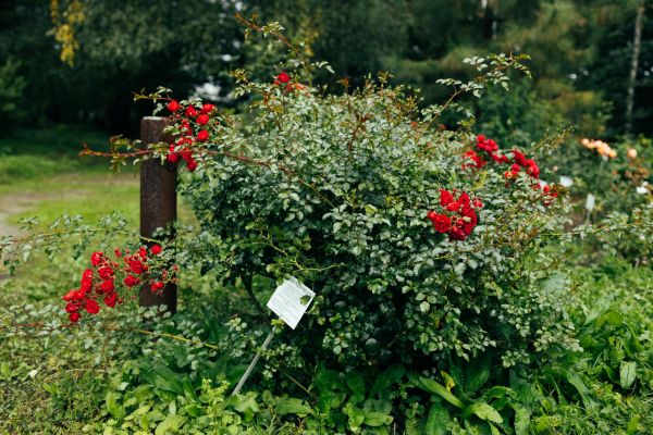 Cost of Rose Bush Removal in Brick