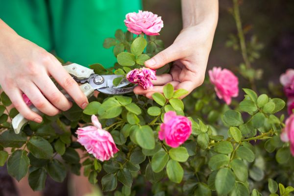 Cost of Rose Trimming in Brick