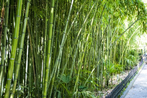 Cost of Bamboo Root Removal in Brick