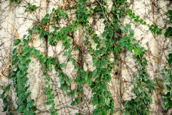 Cost of Vine Removal Service in Brick