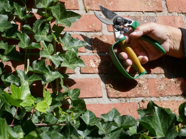 Cost of Ivy Removal Service in Brick