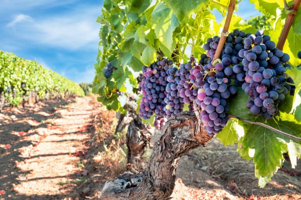 Cost of Grapevine Pruning in Brick