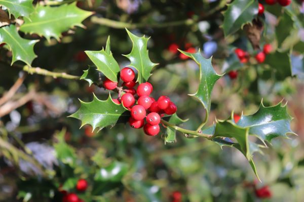Cost of Holly Tree Trimming in Brick