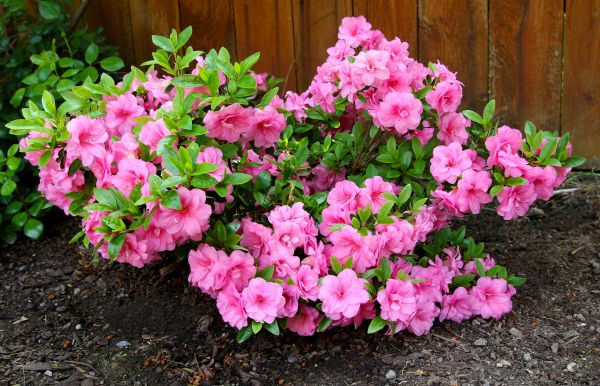 Azaleas Removal in Brick