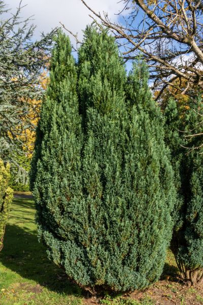 Cost of Juniper Trimming in Brick