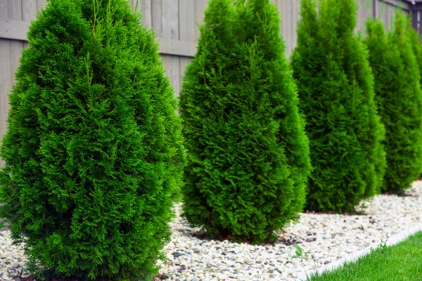 Cost of Arborvitae Pruning in Brick