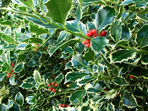 Cost of Holly Bushes Trimming in Brick