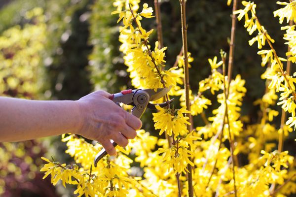 Forsythia Pruning in Brick