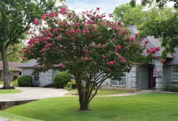 Crepe Myrtle Trimming in Brick