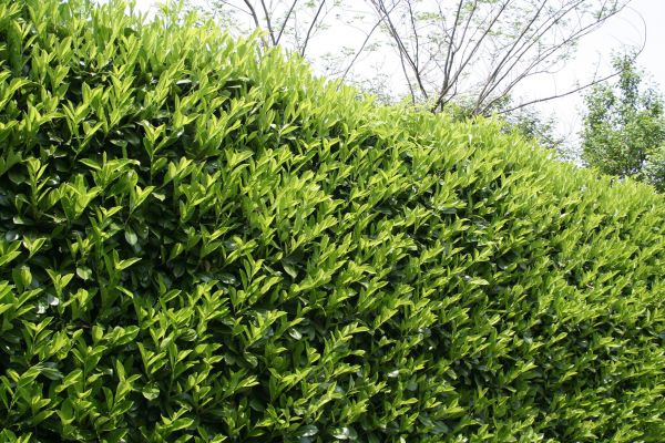Laurel Shrub Removal in Brick