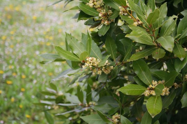 Cost of Laurel Trimming in Brick