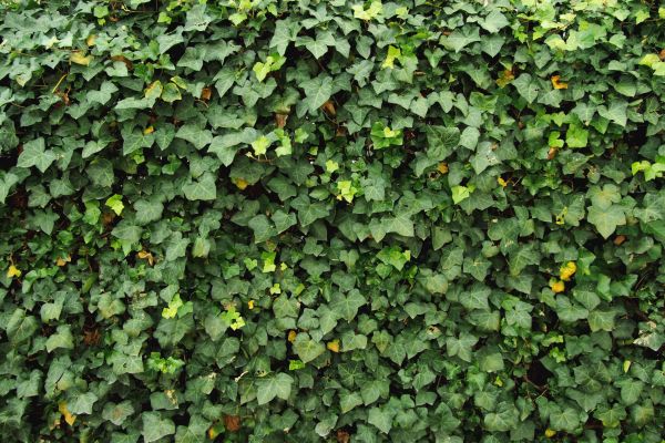Ivy Pruning service in Brick