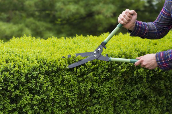 Cost of Evergreen Shrub Pruning in Brick