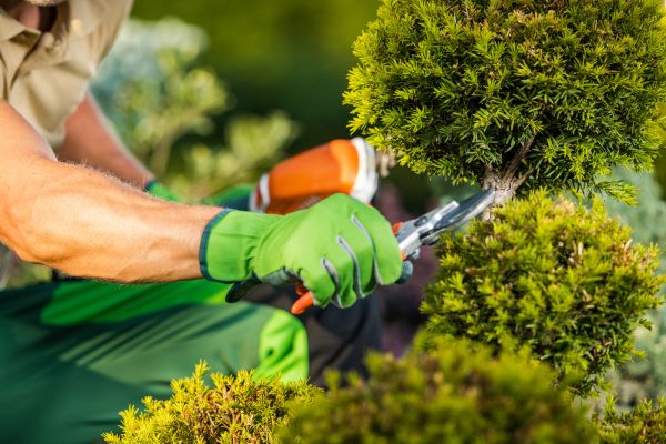 Cost of Landscape Pruning Service in Brick