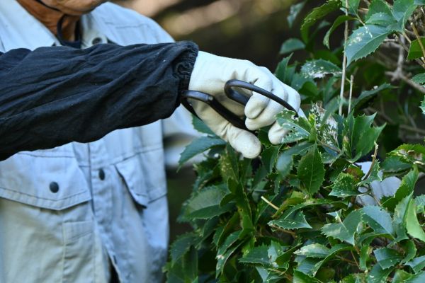 Holly Pruning in Brick