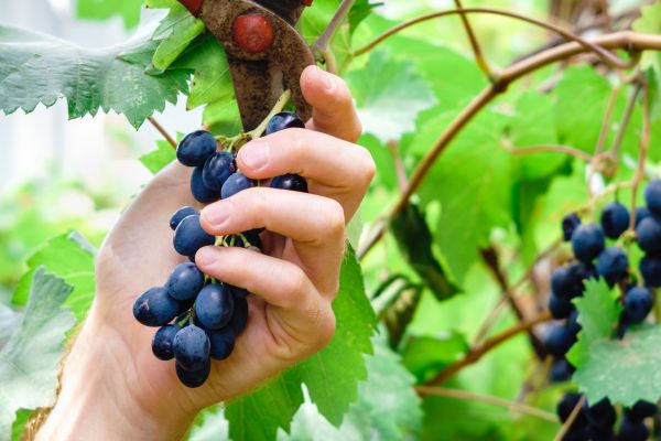 Cost of Vineyard Pruning in Brick