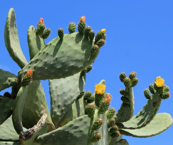Cost of Cactus Removal in Brick