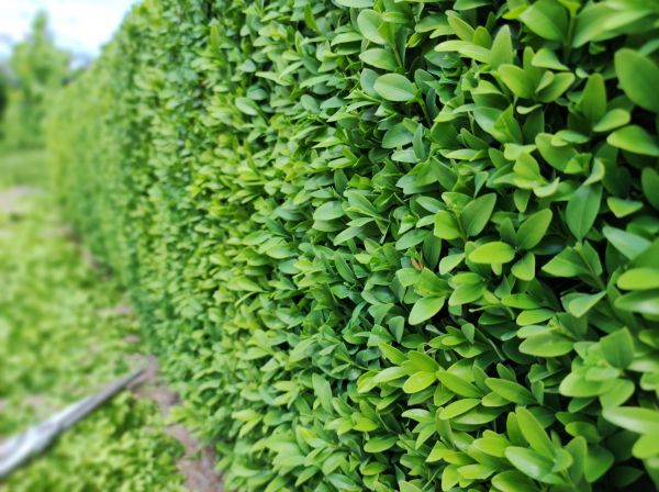Cost of Boxwood Pruning in Brick