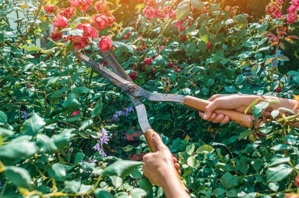 Knockout Roses Pruning in Brick