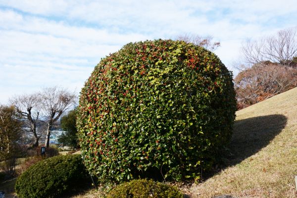 Cost of Holly Shrub Pruning in Brick