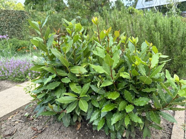 Cost of Laurel Hedge Trimming in Brick