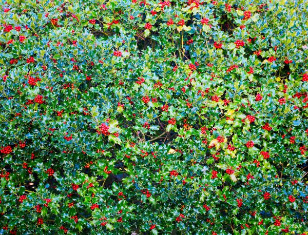 Cost of Holly Bush Removal in Brick