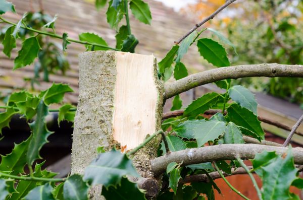 Cost of Holly Tree Removal in Brick