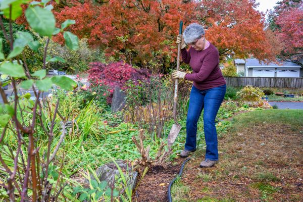 Cost of Dead Bush Removal in Brick