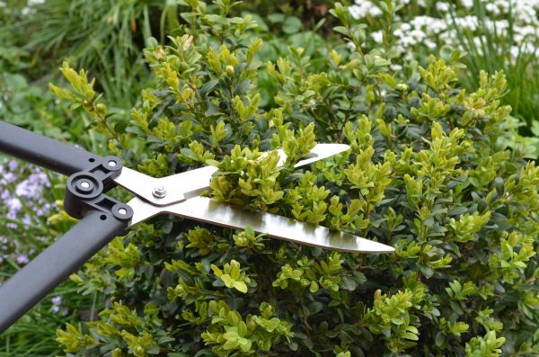 Cost of Boxwood Trimming in Brick