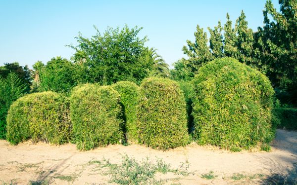 Bamboo Hedge Removal in Brick