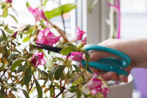 Azalea Pruning in Brick