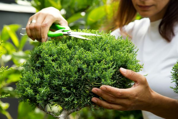 Cost of Juniper Shrub Pruning in Brick