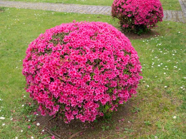 Cost of Rhododendron Pruning in Brick