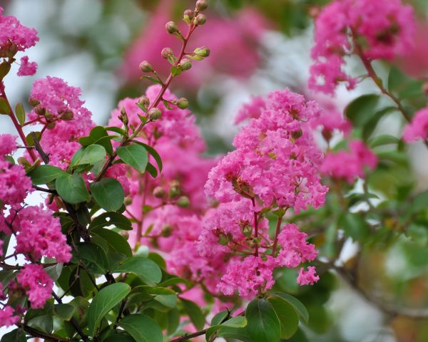 Cost of Crepe Myrtle Removal in Brick