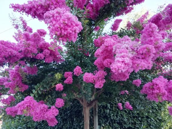 Cost of Crape Myrtle Pruning in Brick