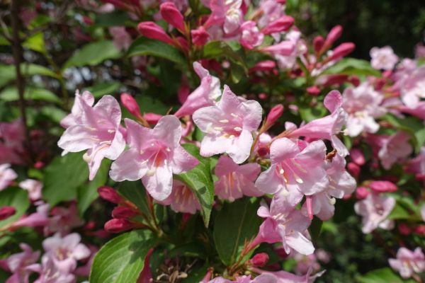 Weigela Pruning Service in Brick