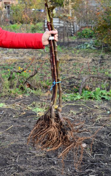Cost of Shrub Root Removal in Brick