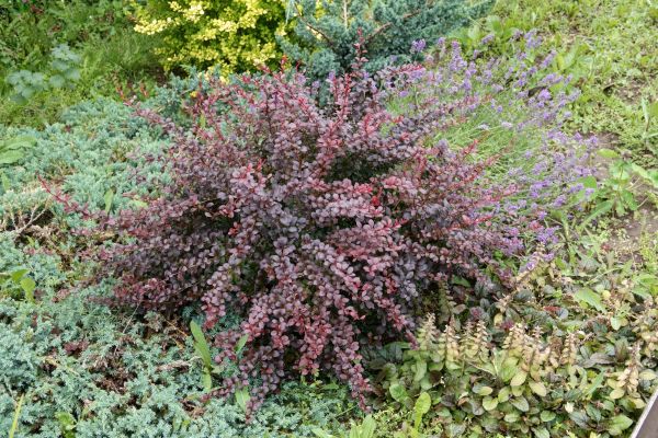 Japanese Barberry Removal in Brick