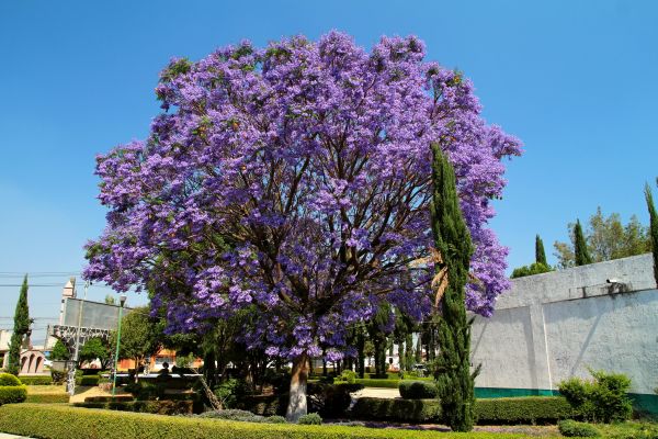 Cost of Jacaranda Pruning in Brick