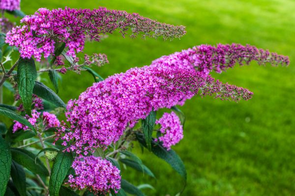 Butterfly Bush Removal in Brick