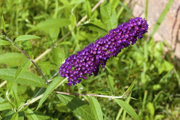 Butterfly Bush Pruning in Brick